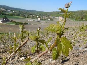 Champagne Jacques SONNETTE - Ebourgeonnage