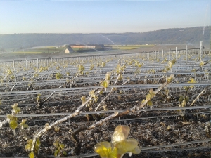 Champagne Jacques SONNETTE - Protection anti-gele par aspersion