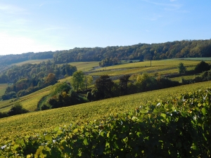 Champagne Jacques SONNETTE - Les coteaux de la Valle de la Marne